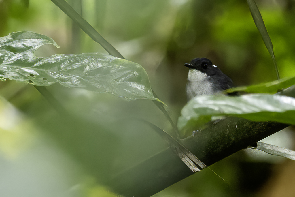 Little Slaty Flycatcher - Bsilanvliegenvanger - Gobemouche de Basilan