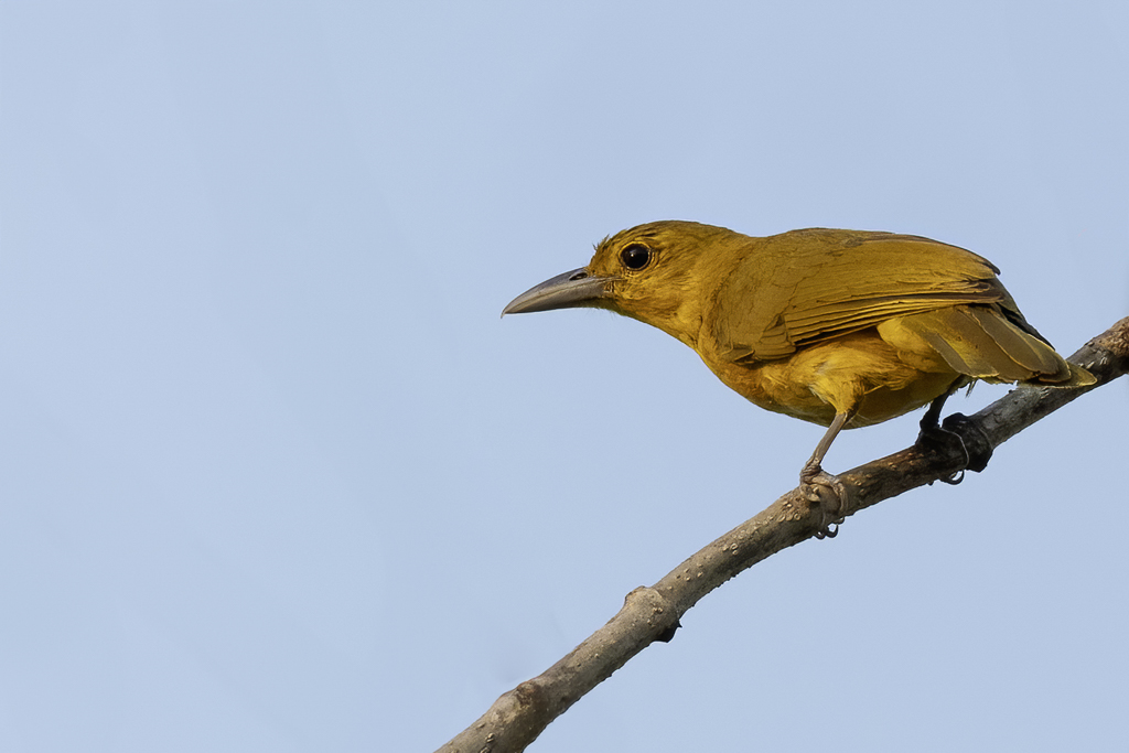 Isabela Oriole - Isabelawielewaal - Loriot dIsabela
