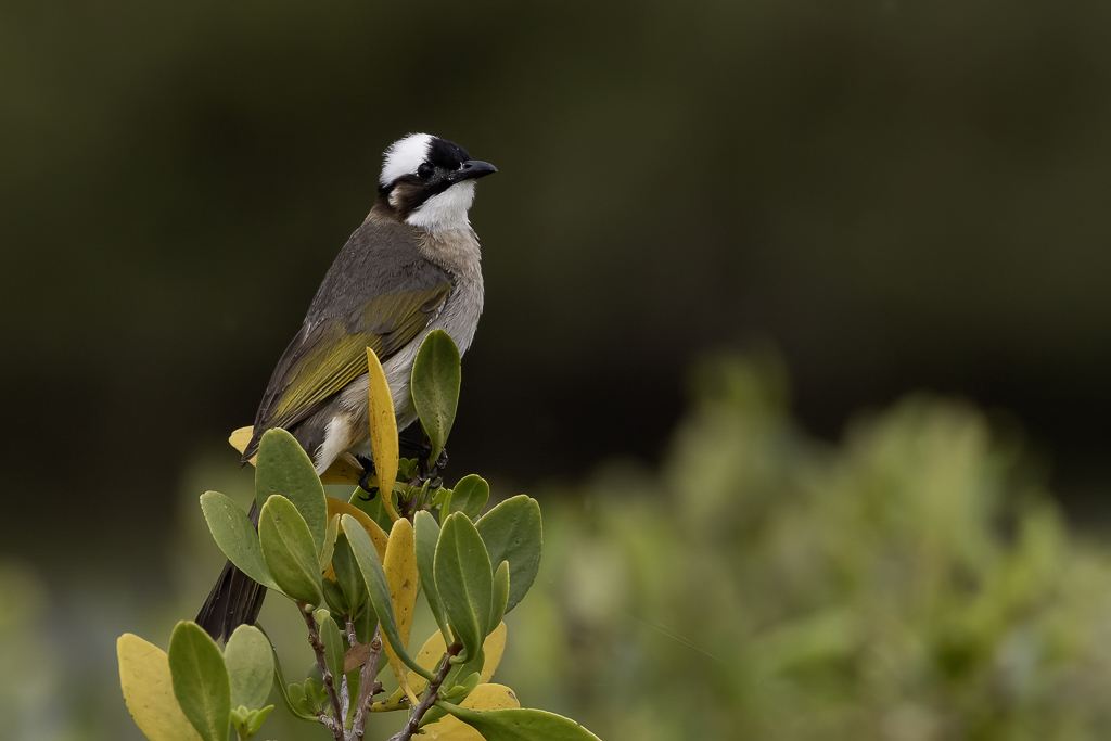 Light-vented Bulbul - Chinese Buulbuul - Bulbul de Chine