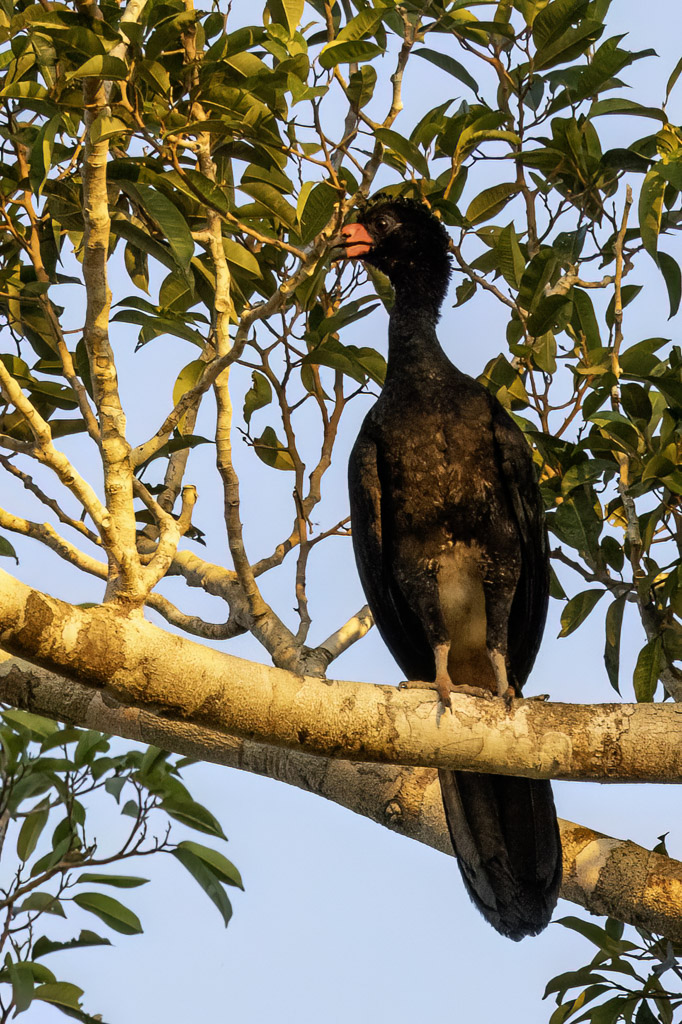Wattled Curassow - Knobbelhokko - Hocco globuleux (m)
