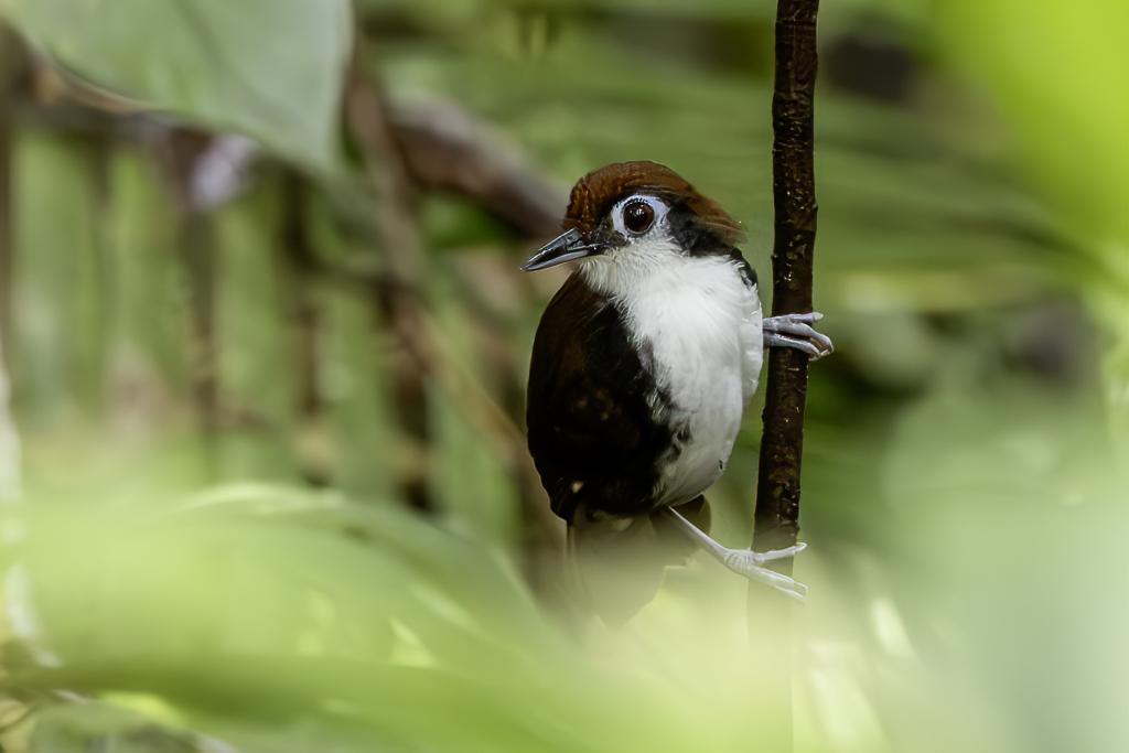 White-cheeked Antbird - Witwangmiervogel - Fourmilier  joues blanches