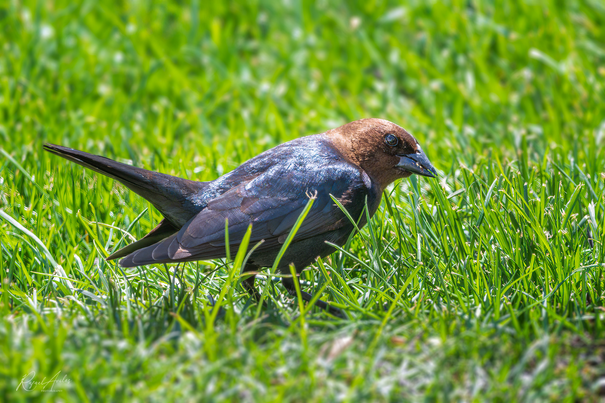 Brown-headed Cowbird