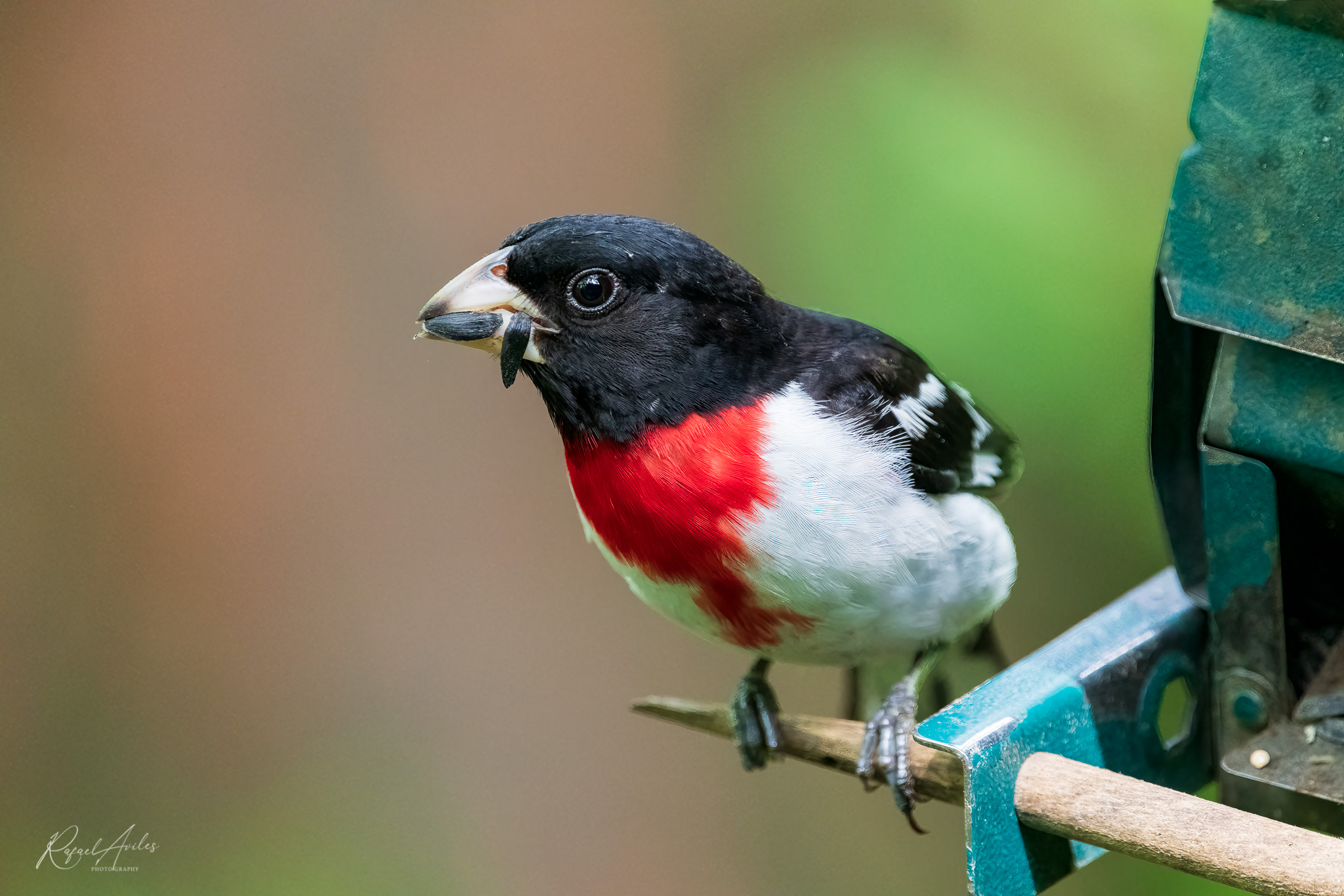 Rose breasted grosbeak