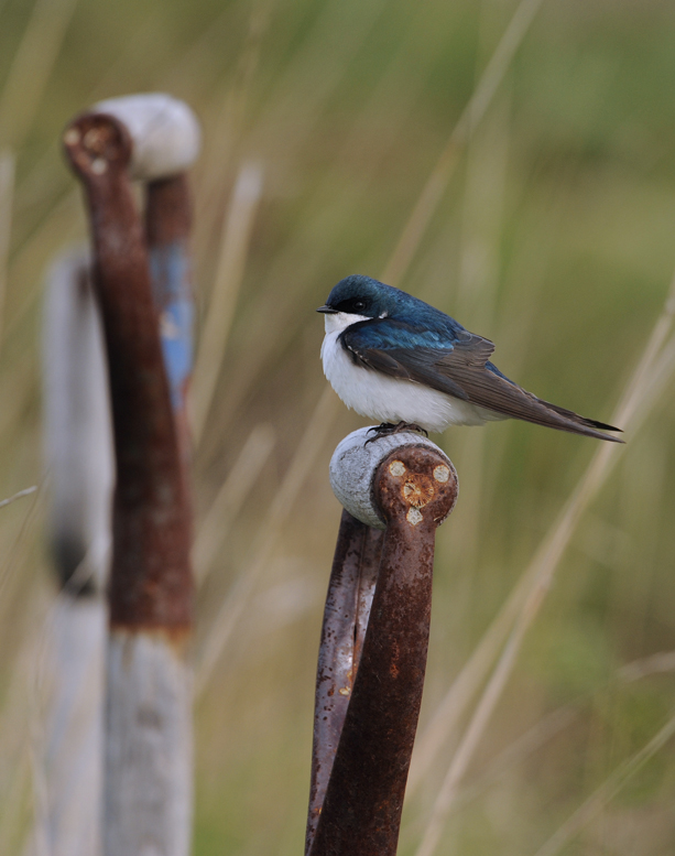 Hirondelle bicolore / Tree Swallow