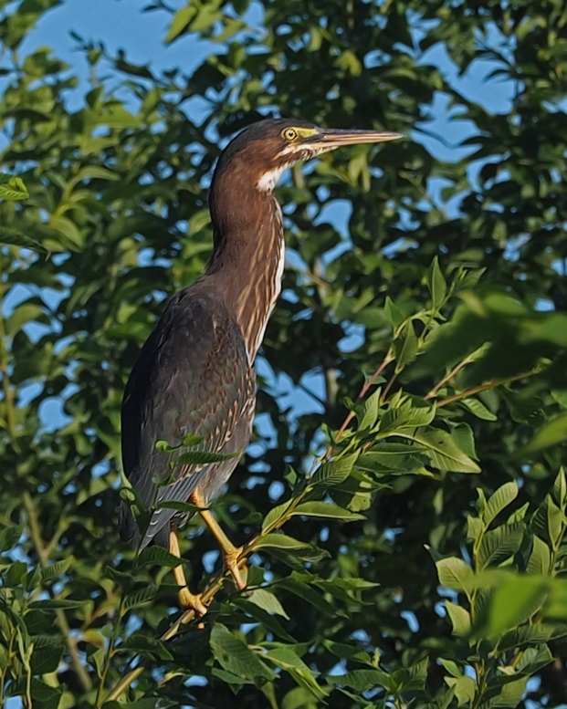 HRON VERT / Green Heron (Butorides virescens) (Ardeidae)