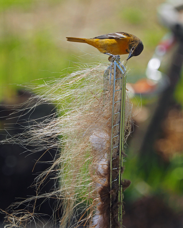ORIOLE DU NORD