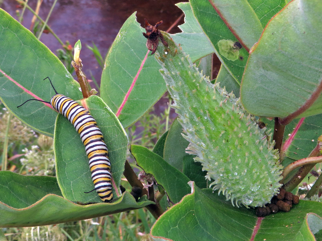 Monarque