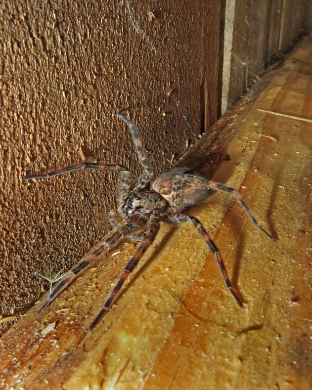 Dolomde Tenebrosus (Femelle) / Dark Fishing Spider (Female)