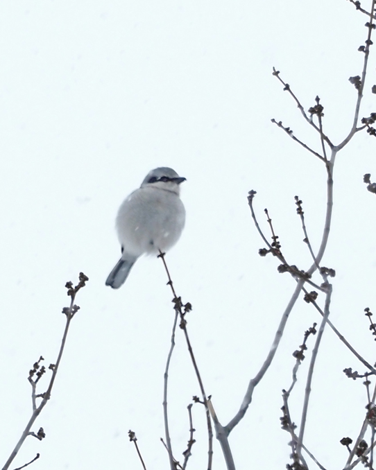 Northern Shrike / PIE GRIECHE GRISE / 14 Fvrier 2021 / 10:00h
