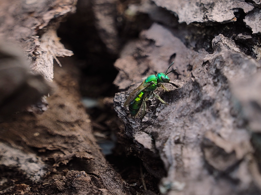 Abeille meraude / Emerald bee / Halicte vert (Agapostmon)
