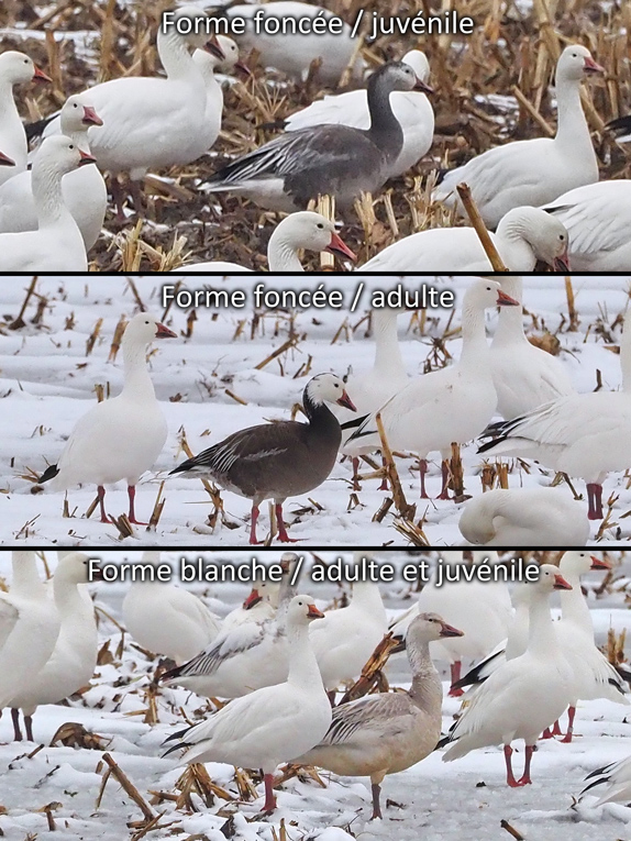 OIE DES NEIGES / SNOW GOOSE