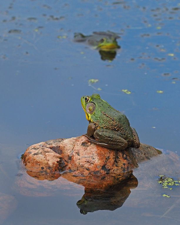 GRENOUILLE VERTE A+B