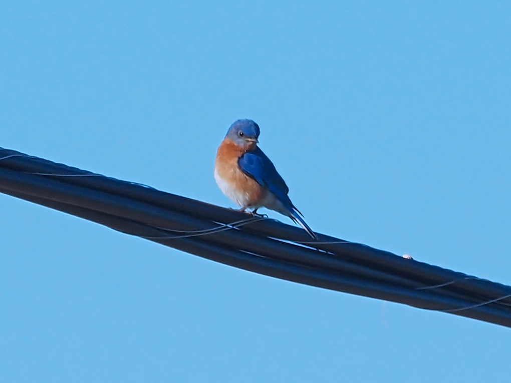 EASTERN BLUEBIRD / Merlebleu de lest