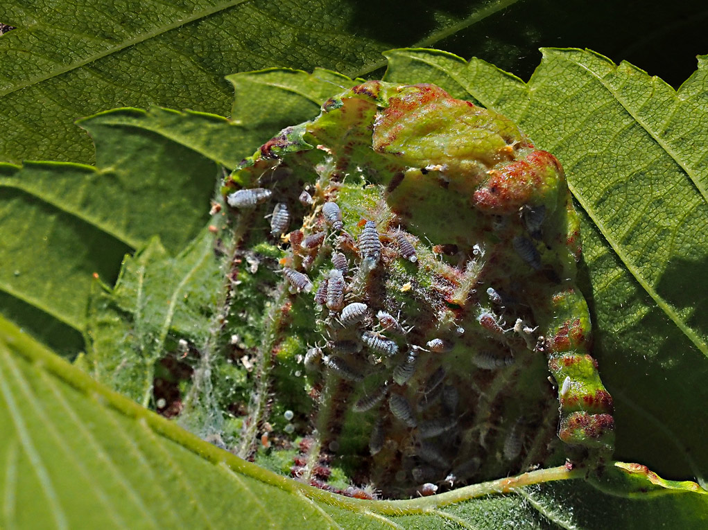 Pucerons lanigres de lorme / Leaf curl aphids / Eriosoma americanum (Wooly elm aphid)