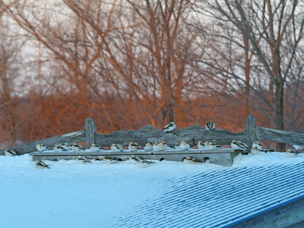 Plectrophane des neiges / Jan 2023
