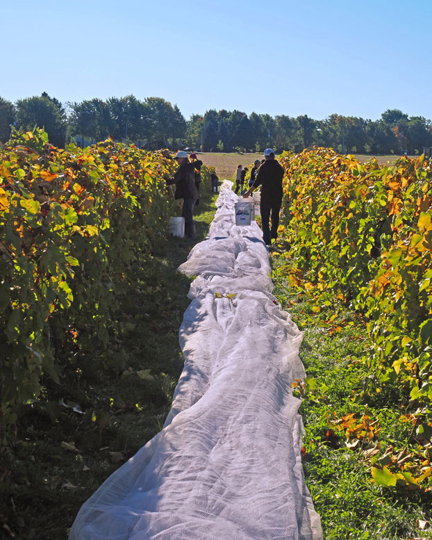 LES VENDANGES DU MOUTON NOIR 2024