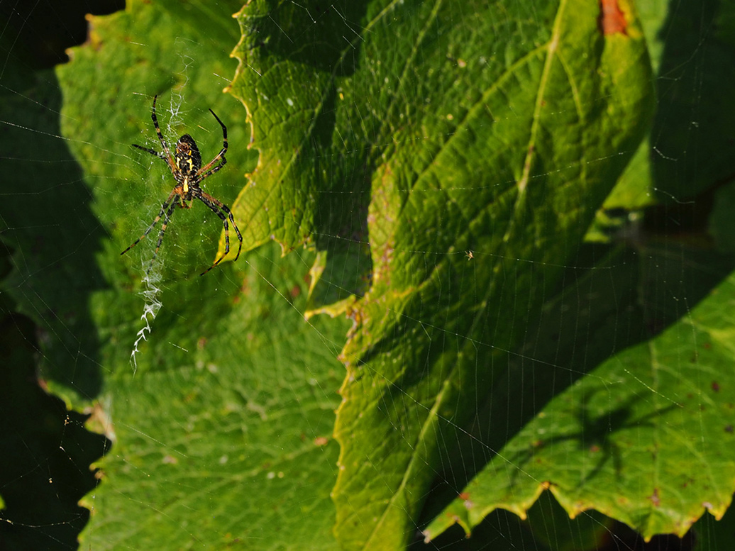 ARGIOPE DORE / SPIDER ARGIOPE KEYSERLINGI
