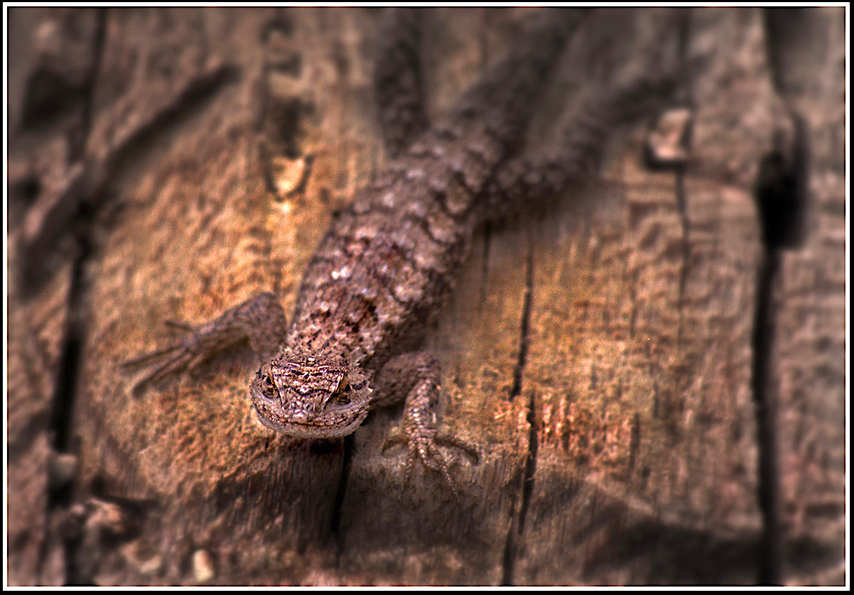 Happy Lizard