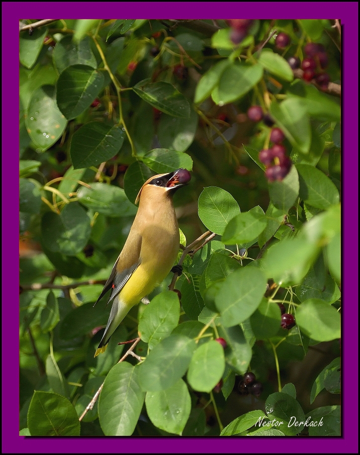 Cedar Waxwing enjoying a Serviceberry
