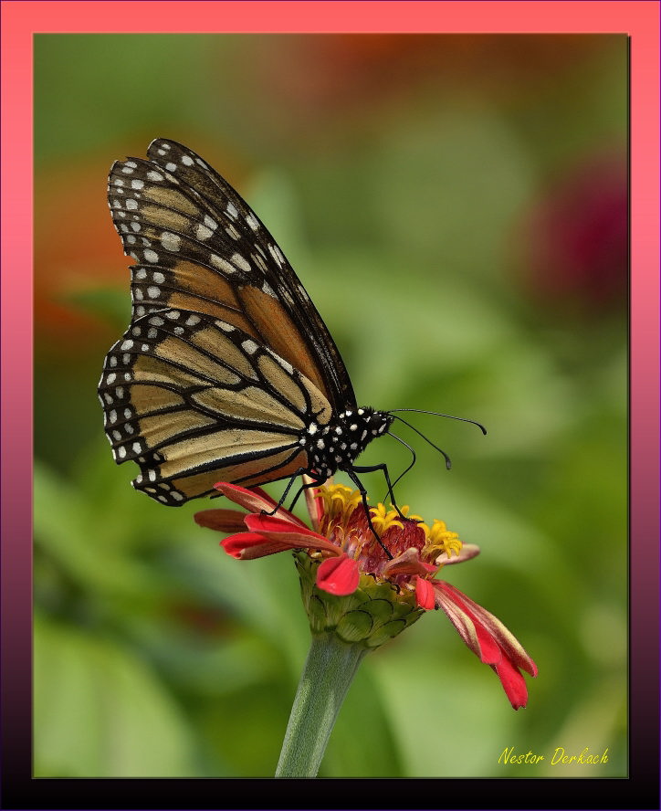 Monarch butterfly last call on a Zinnia bloom /  Have a great weekend