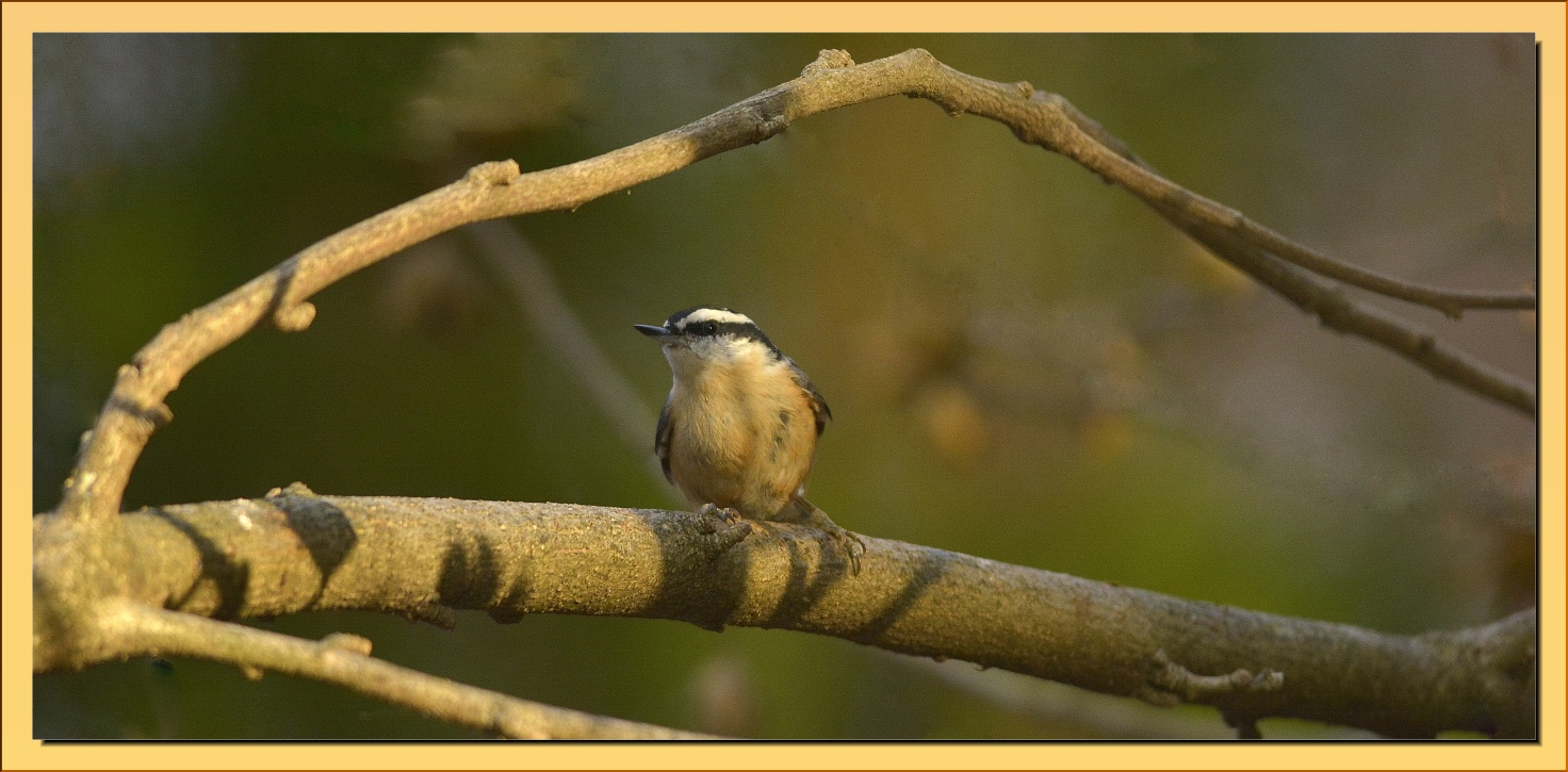  Red Breasted Nuthatch   