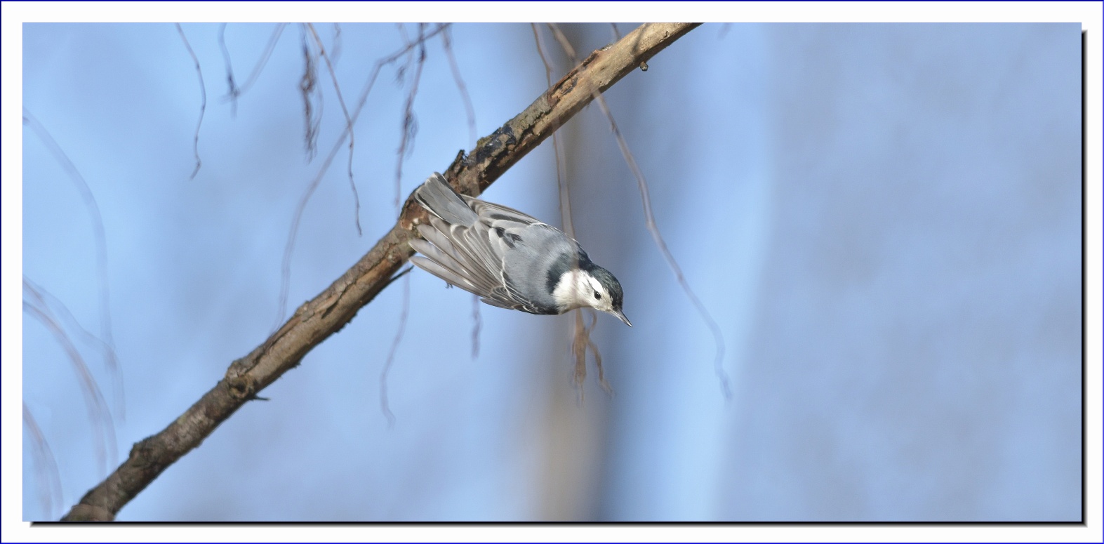  White Breasted Nuthatch   