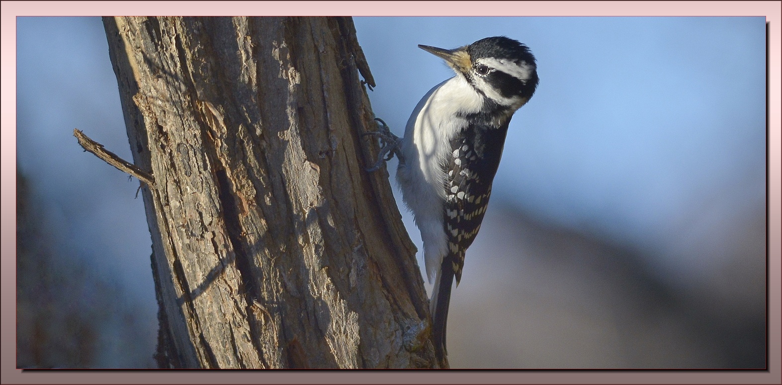 HAIRY WOODPECKER