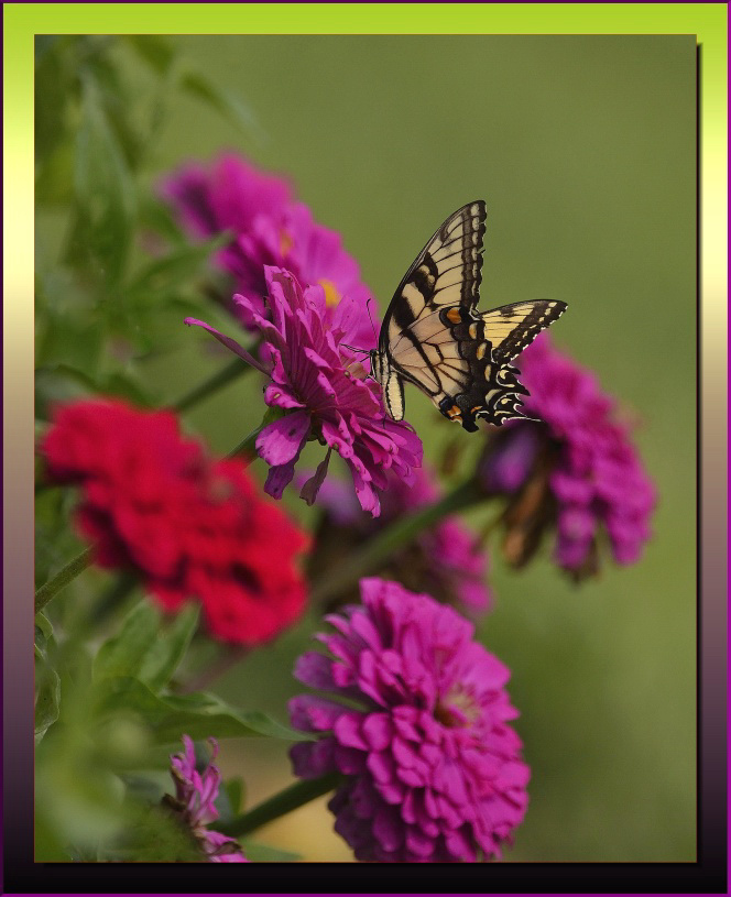 TIGER SWALLOWTAIL 