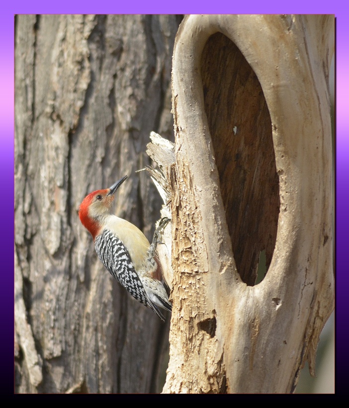 RED BELLIED WOODPECKER