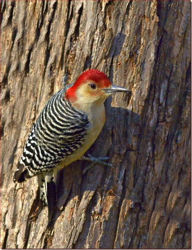 RED BELLIED WOODPECKER