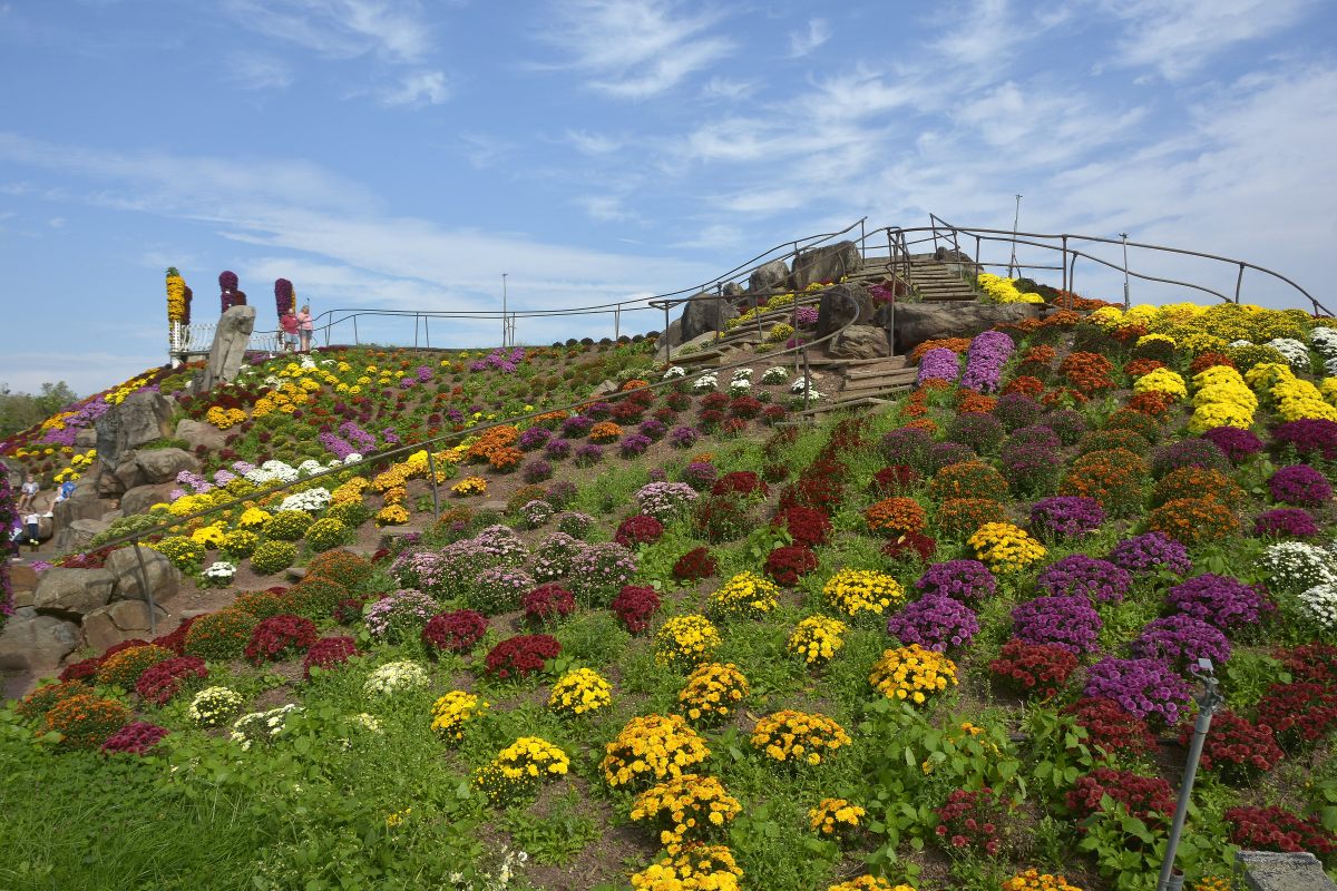 MUMS MOUNTAIN 