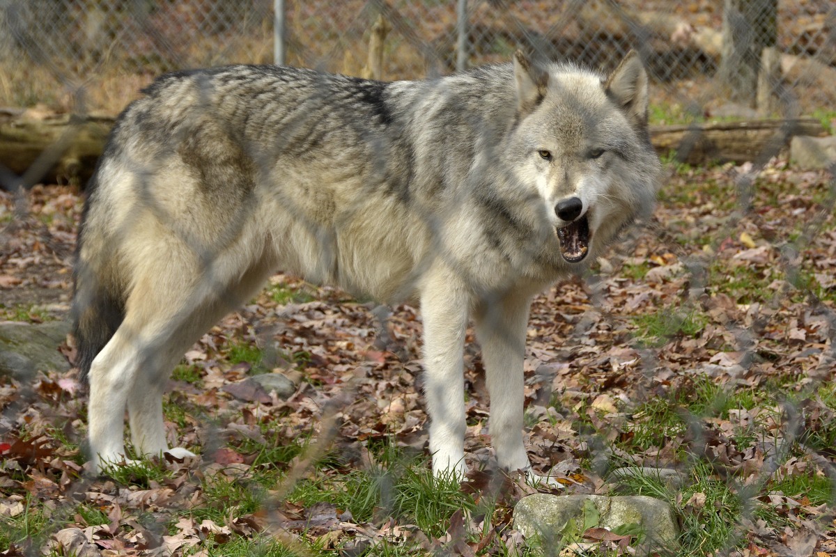 NORTH WESTERN WOLF