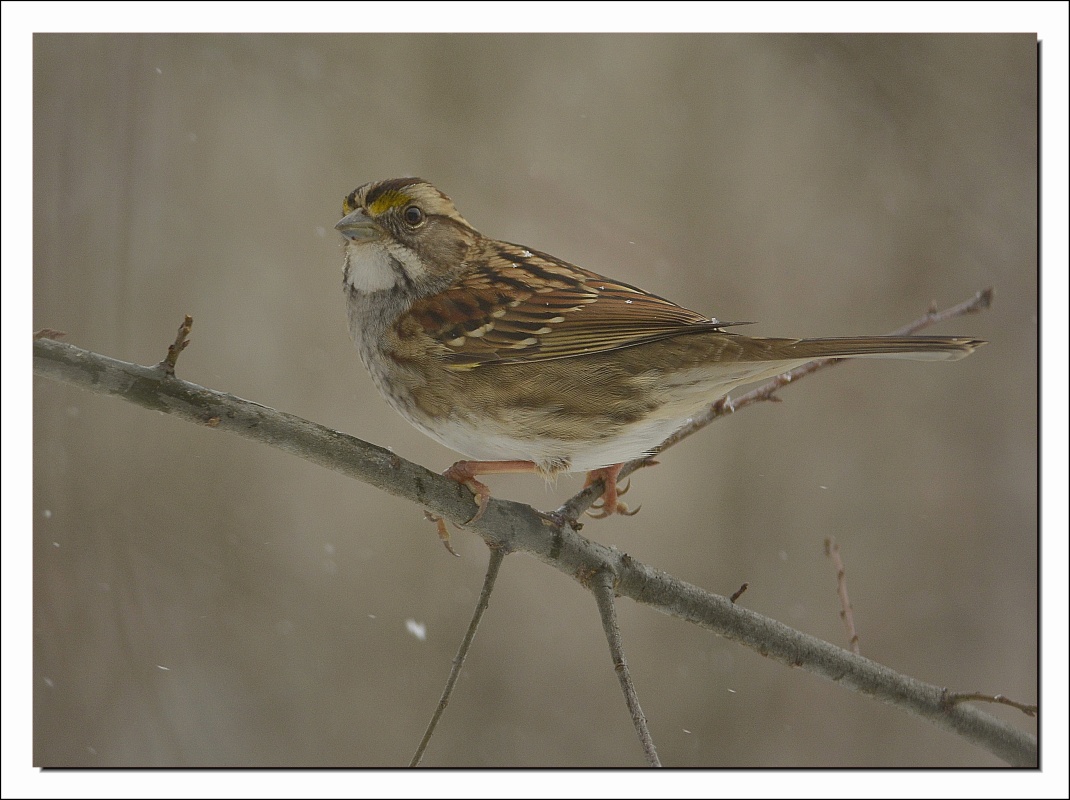 WHITE THROATED SPARROW 