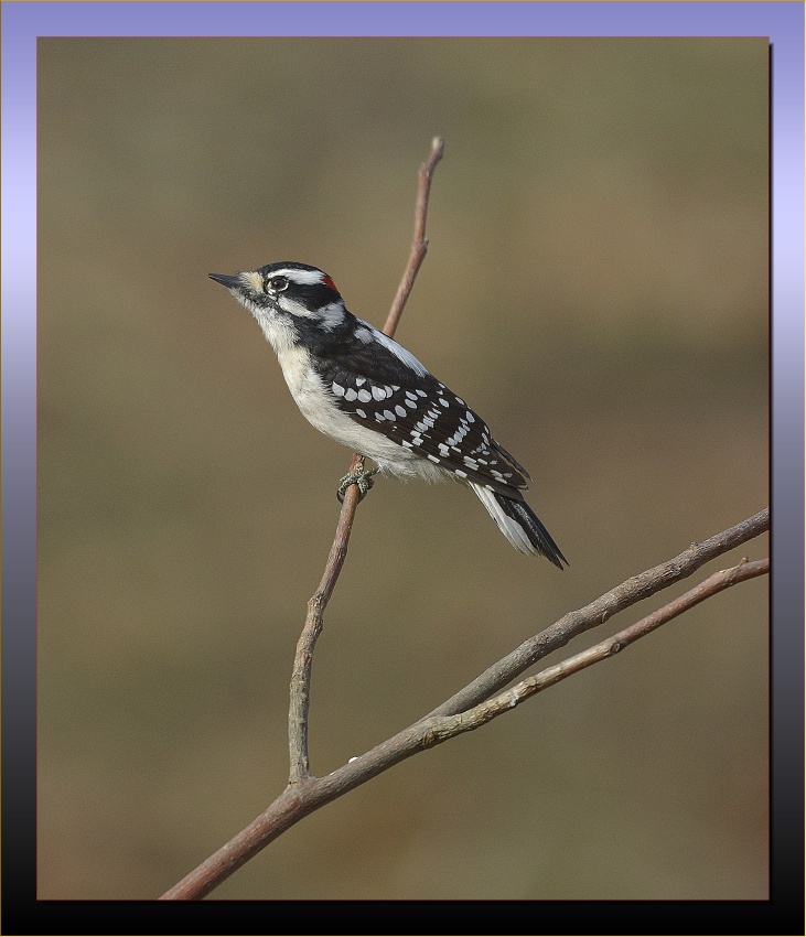 DOWNY WOODPECKER / MALE