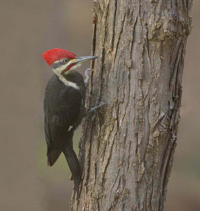 PILEATED WOODPECKER  MALE