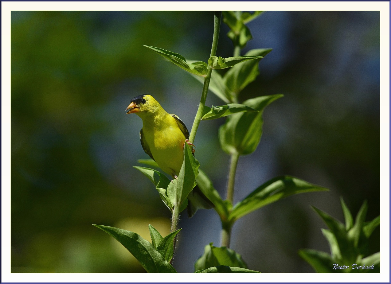 American Goldfinch Male