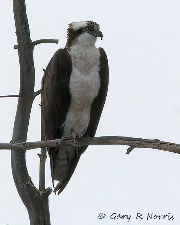 Osprey IMG_7053.jpg