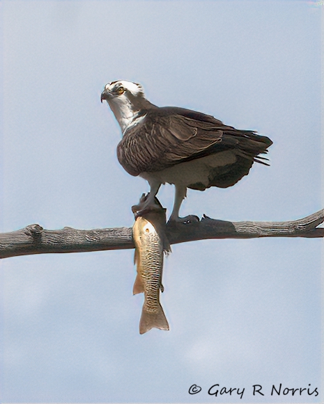 Osprey IMG_8452.jpg