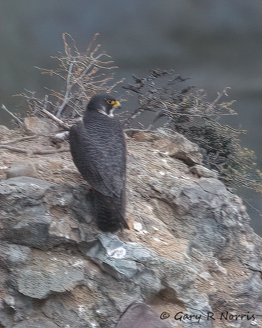 Falcon, Peregrine IMG_8505.jpg