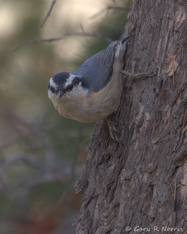 Nuthatch, Red-breasted IMG_8526.jpg