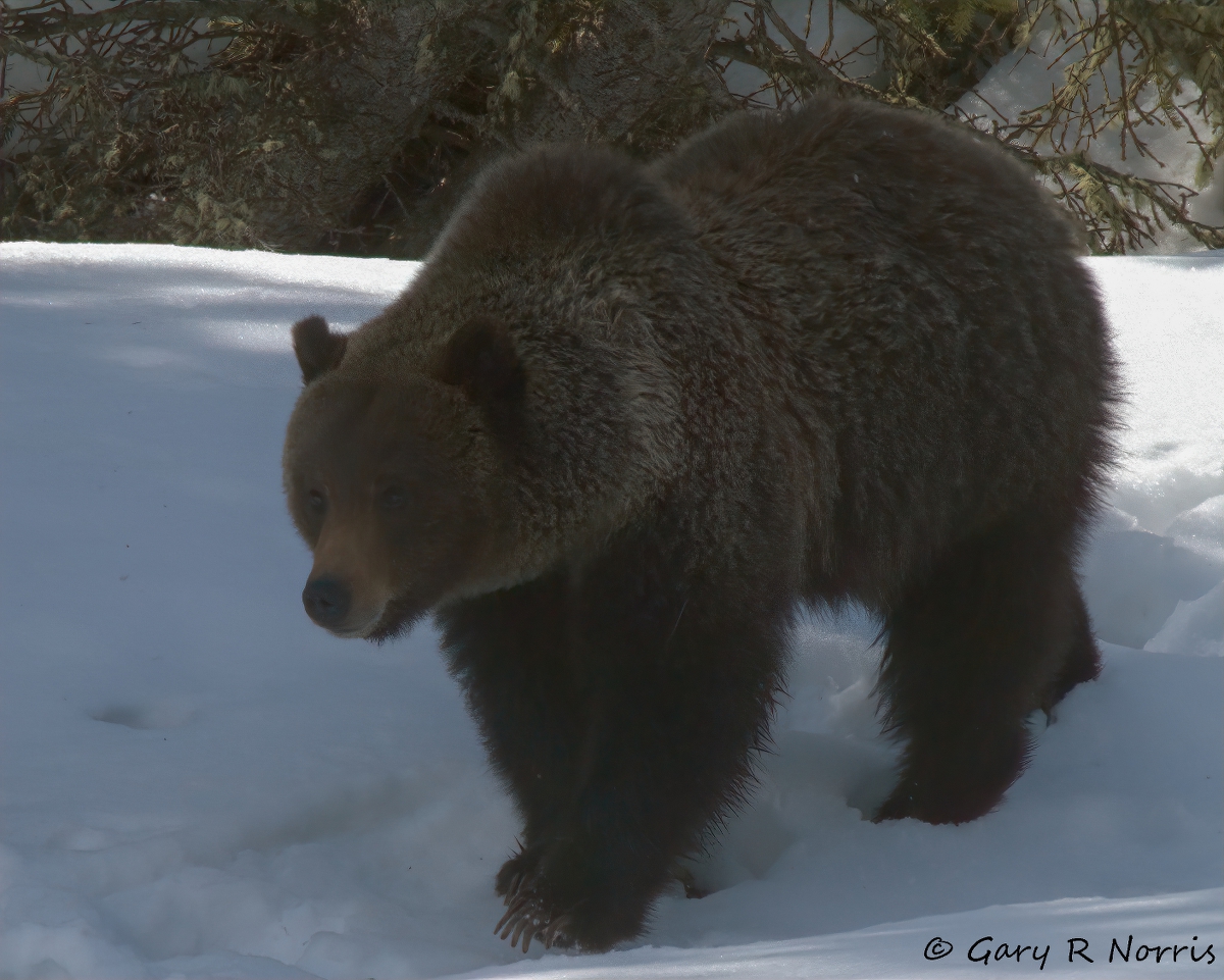Bear, Grizzly IMG_2016.jpg