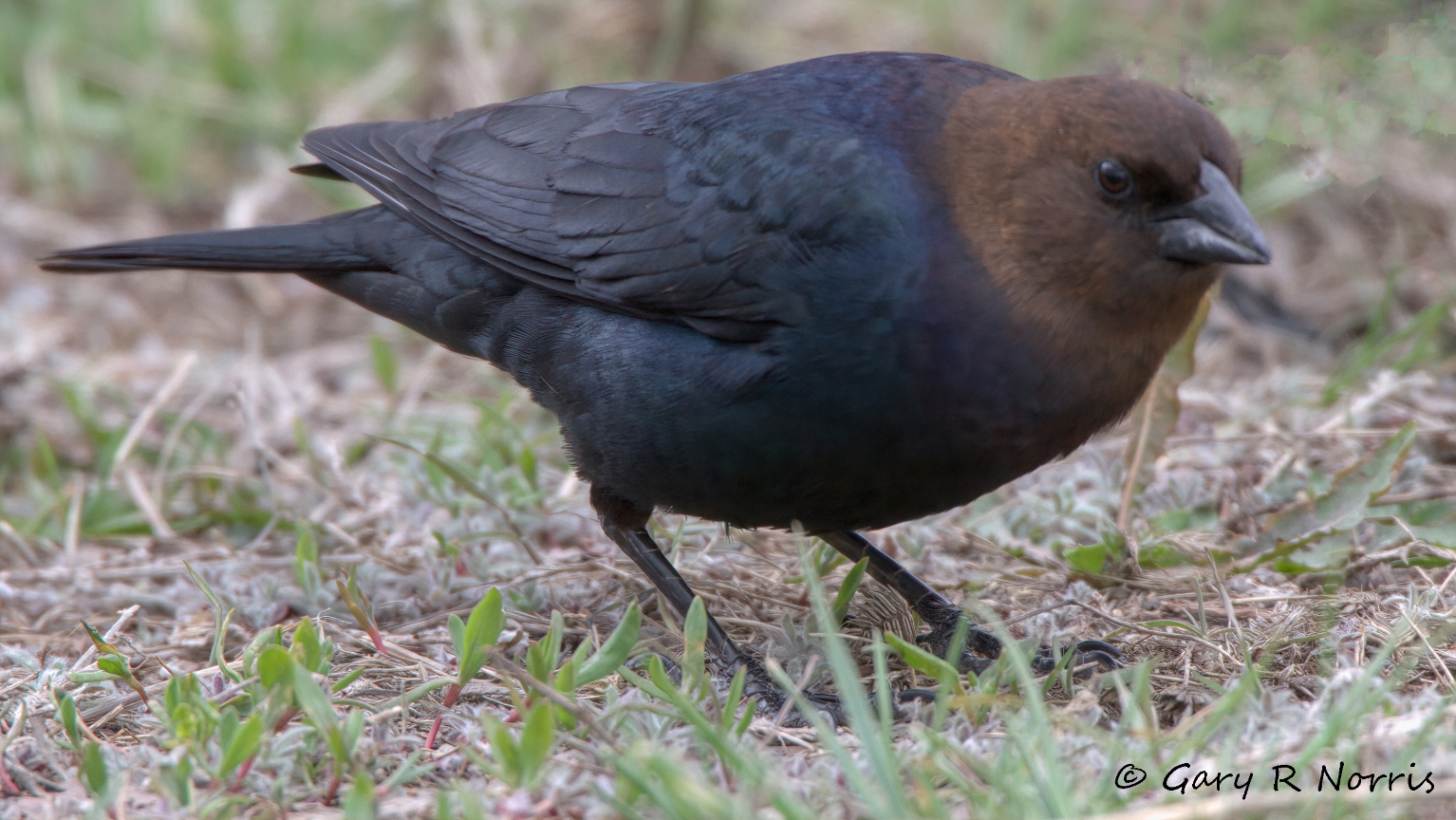 Cowbird, Brown-headed IMG_2183.jpg