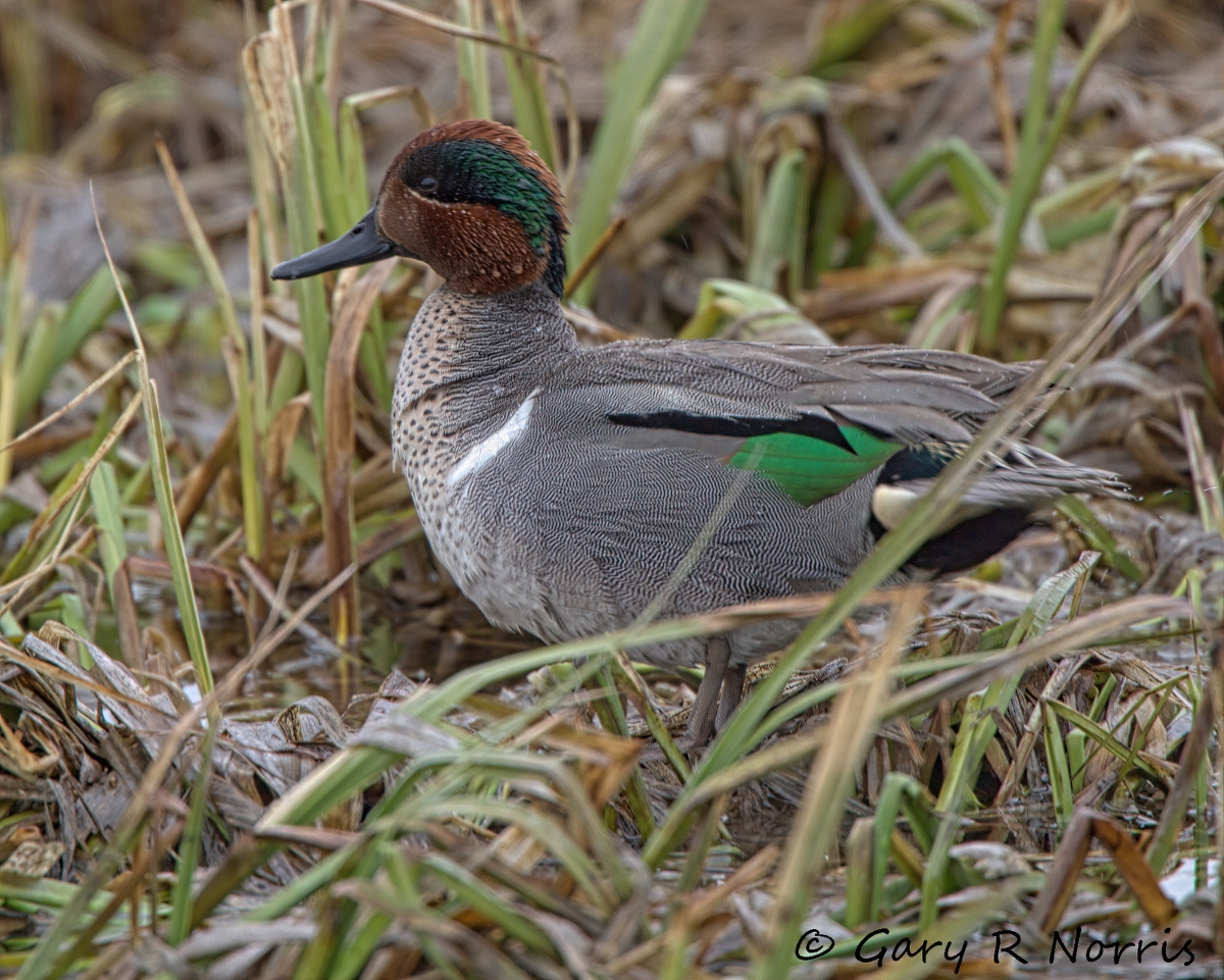 Teal, Green-winged IMG_2231.jpg