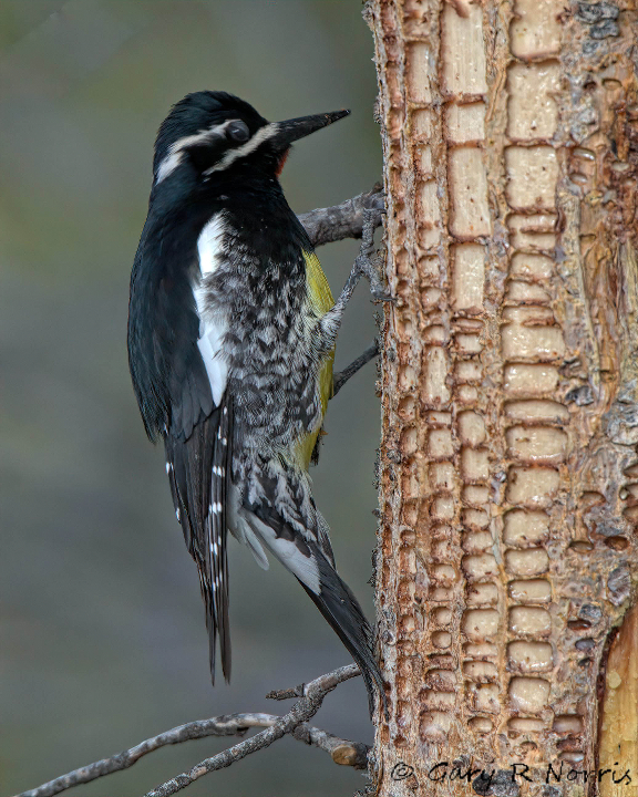Sapsucker, Williamson's IMG_3064.jpg