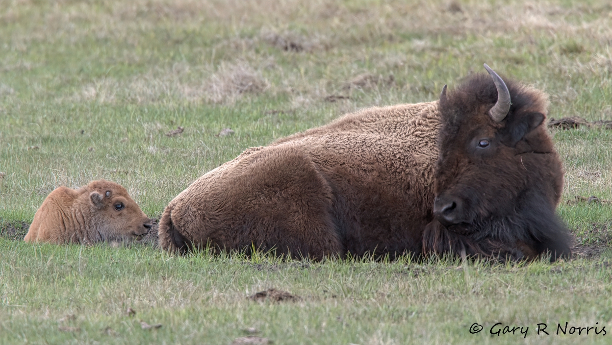 Bison IMG_3070.jpg