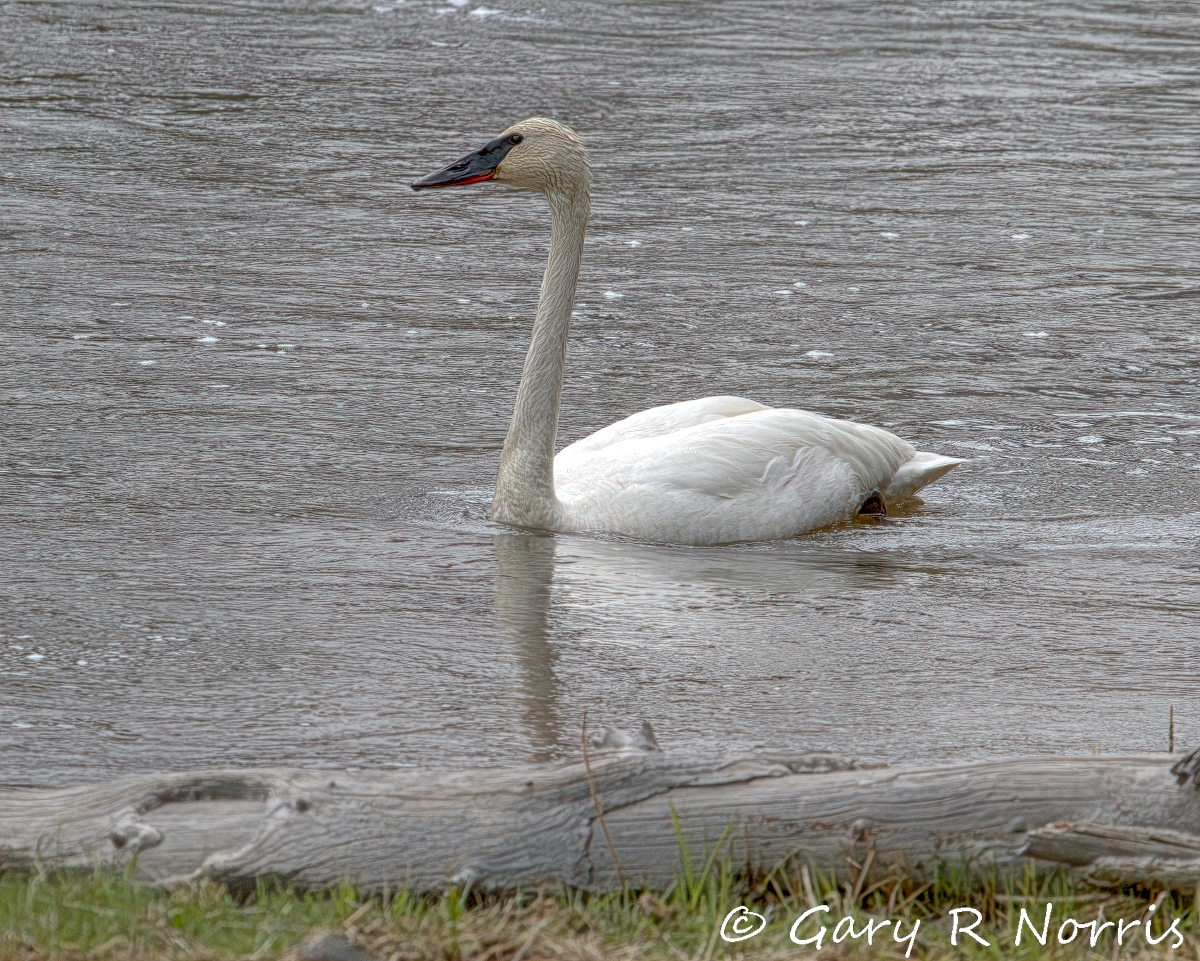 Swan, Trumpeter IMG_2968.jpg