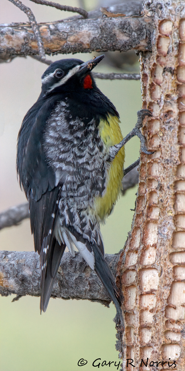 Sapsucker, Williamsons IMG_3115.jpg