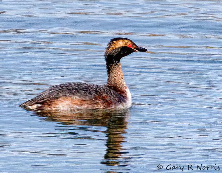 Grebe, Horned