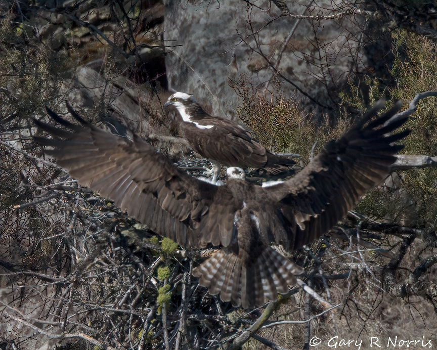 Osprey, IMG_0440.jpg