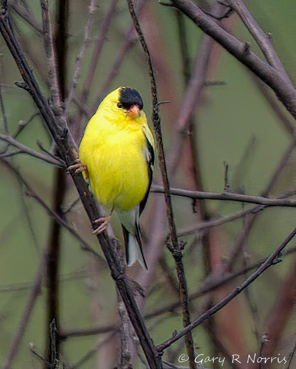 Goldfinch, American AL7A1848.jpg
